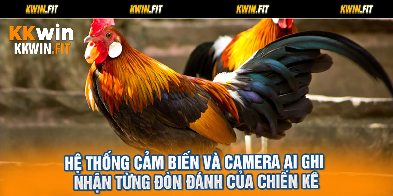 Hệ thống cảm biến và camera AI ghi nhận từng đòn đánh của chiến kê