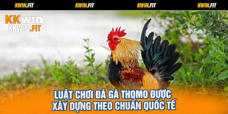 Luật chơi đá gà Thomo được xây dựng theo chuẩn quốc tế