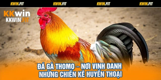 Đá Gà Thomo – Nơi Vinh Danh Những Chiến Kê Huyền Thoại